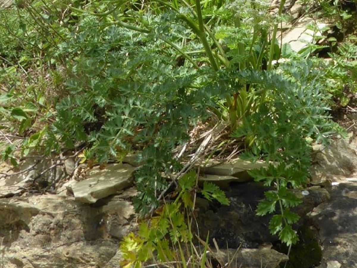 Libanotis pyrenaica subsp. pyrenaica var. libanotis (Apiaceae)